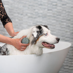 Dog Shampoo Bar - Universal