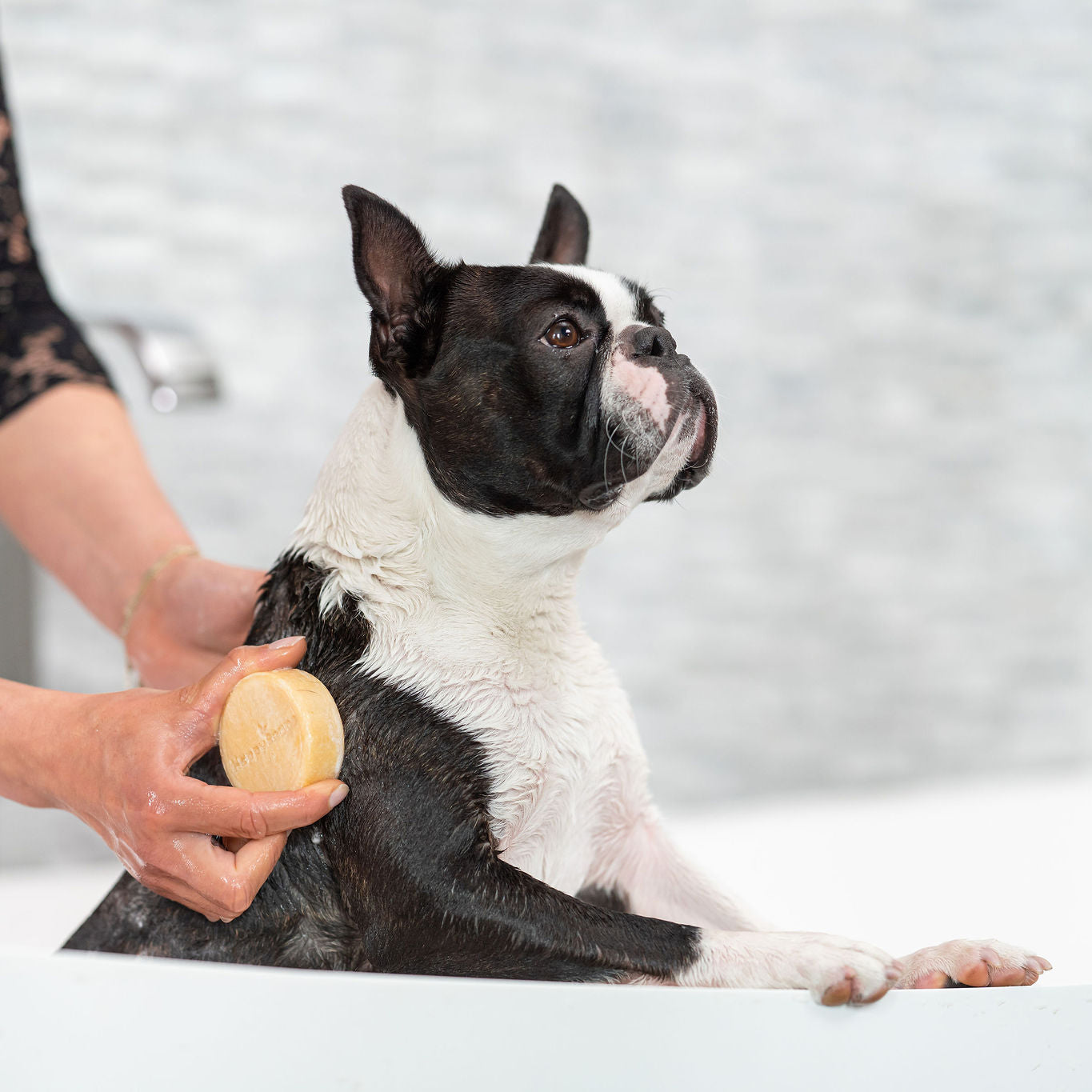 Dog Shampoo Bar - Kort päls