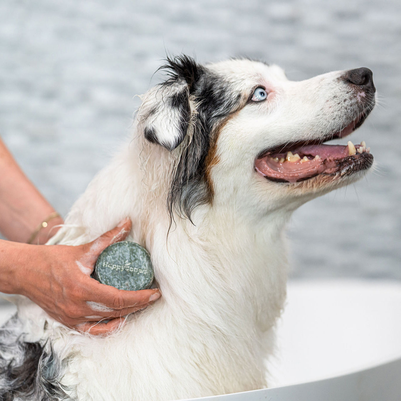 Dog Shampoo Bar - Universal